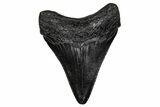 Juvenile Megalodon Tooth - South Carolina #340411-1
